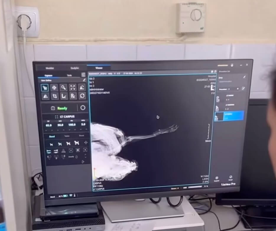 Dotty's X-ray report