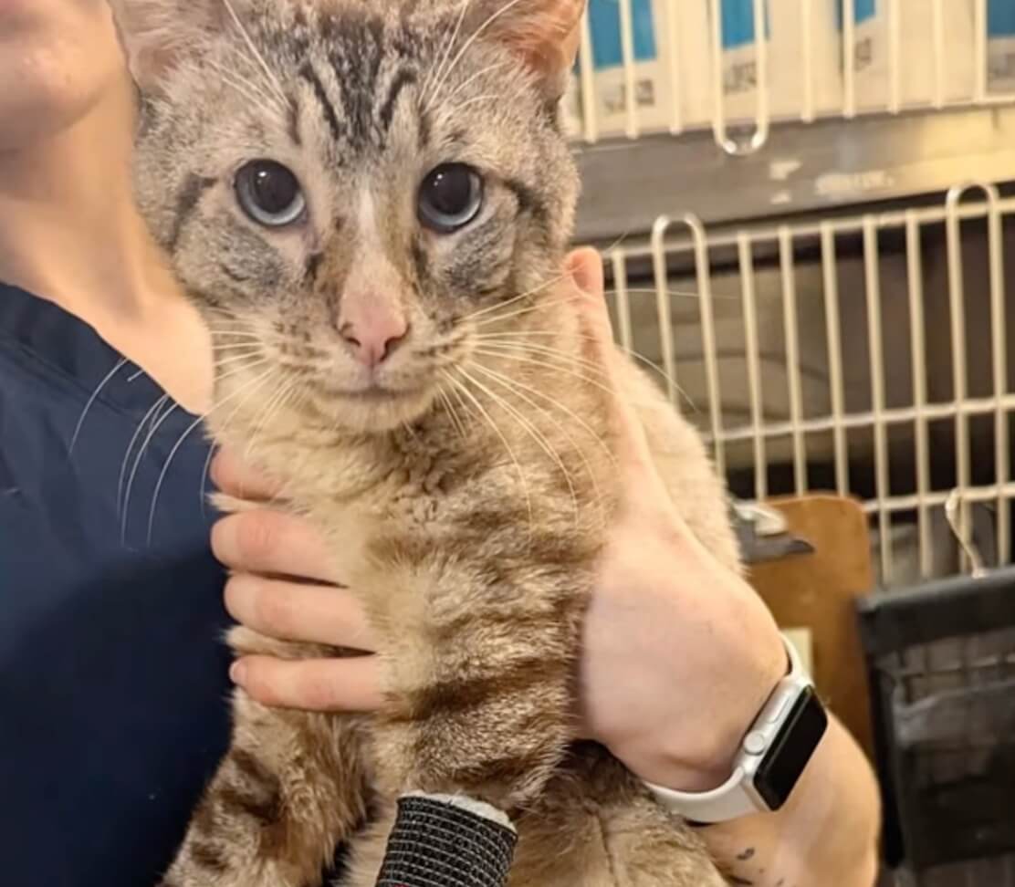 Dow Jones at the vet clinic