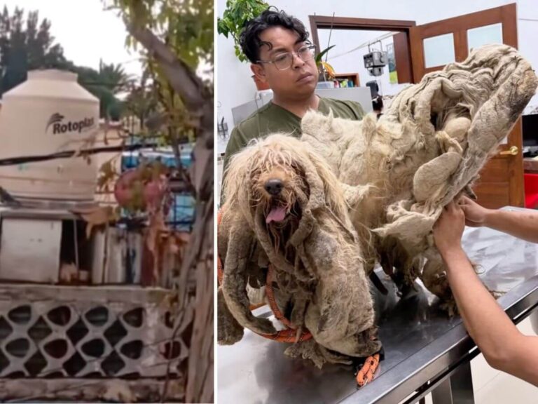 Dreamer rescue story