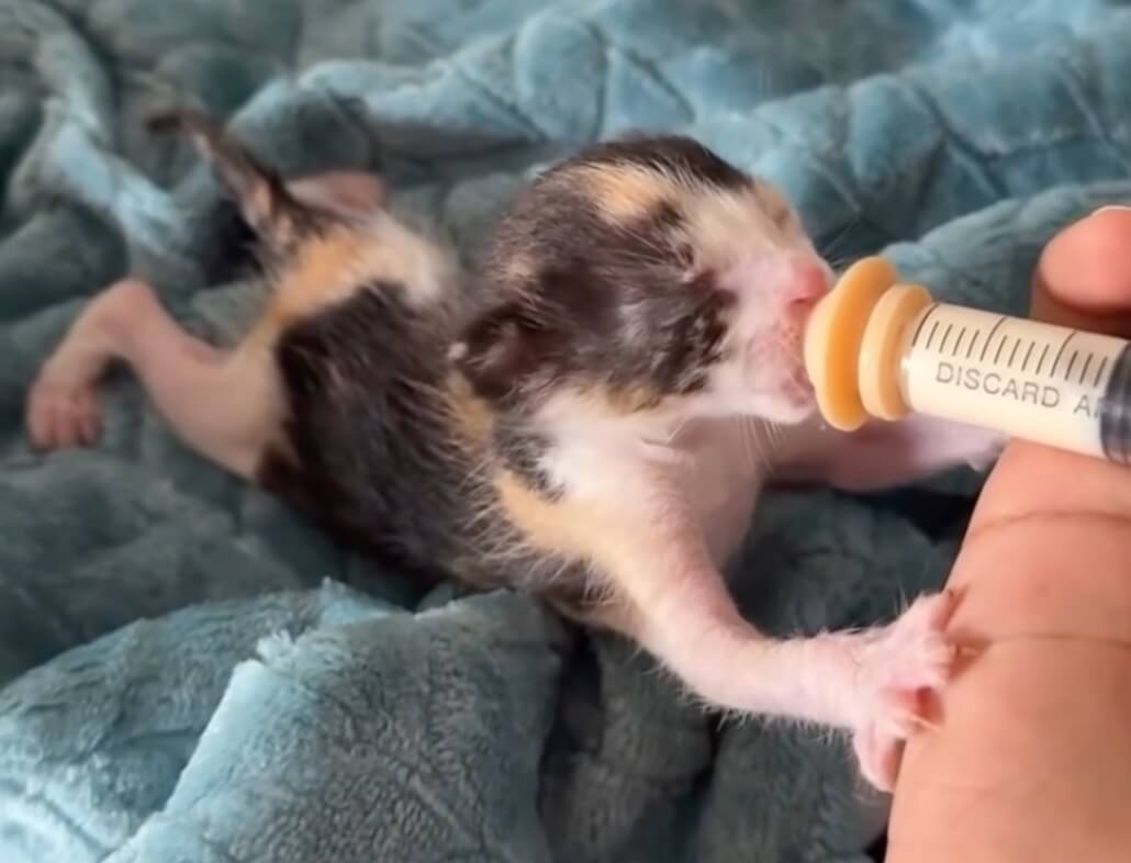 Drinking formula