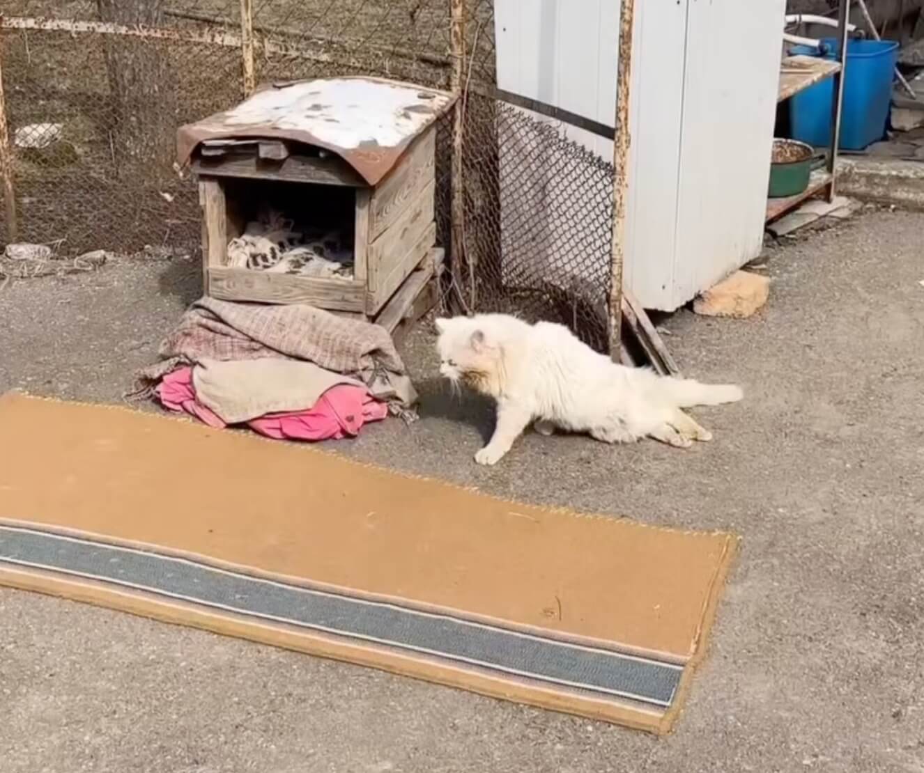 How Koksik was found