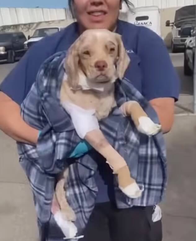 How Roy arrived the shelter