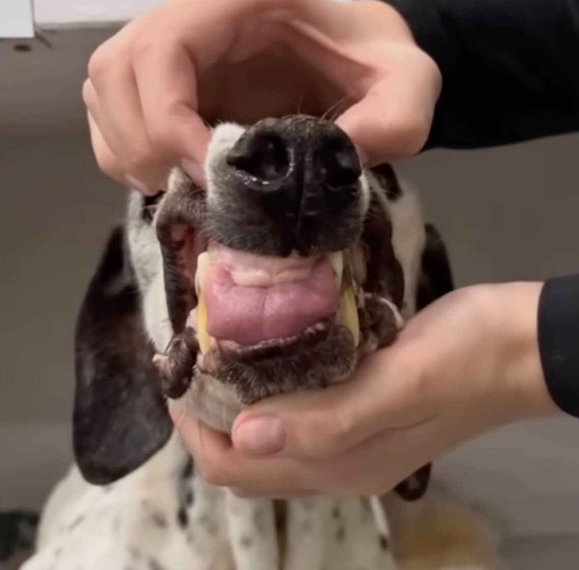Joana at the vet clinic