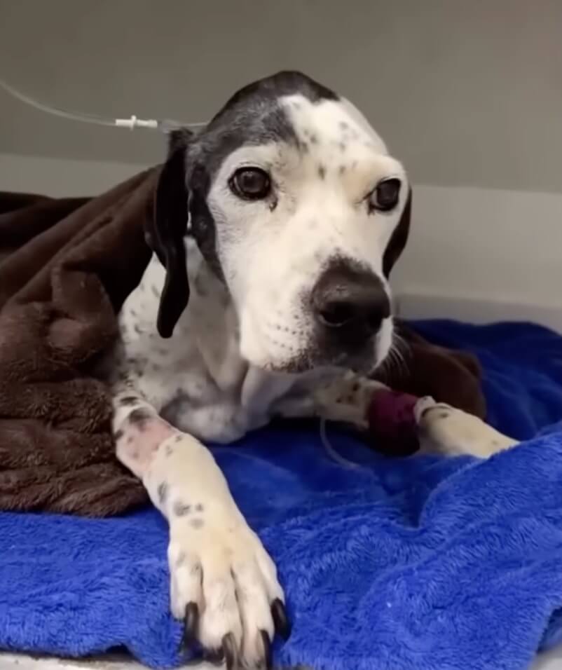 Joana recovering after surgery