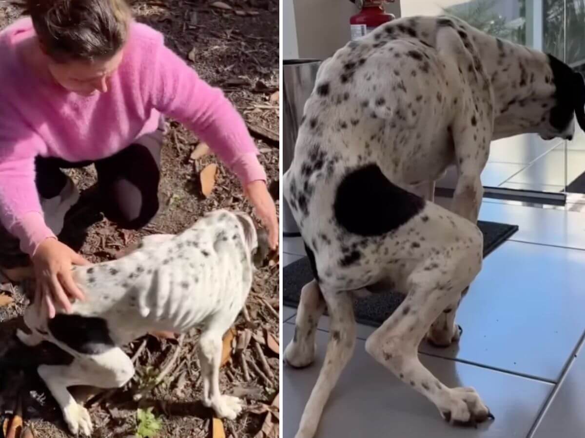 Joana rescue story