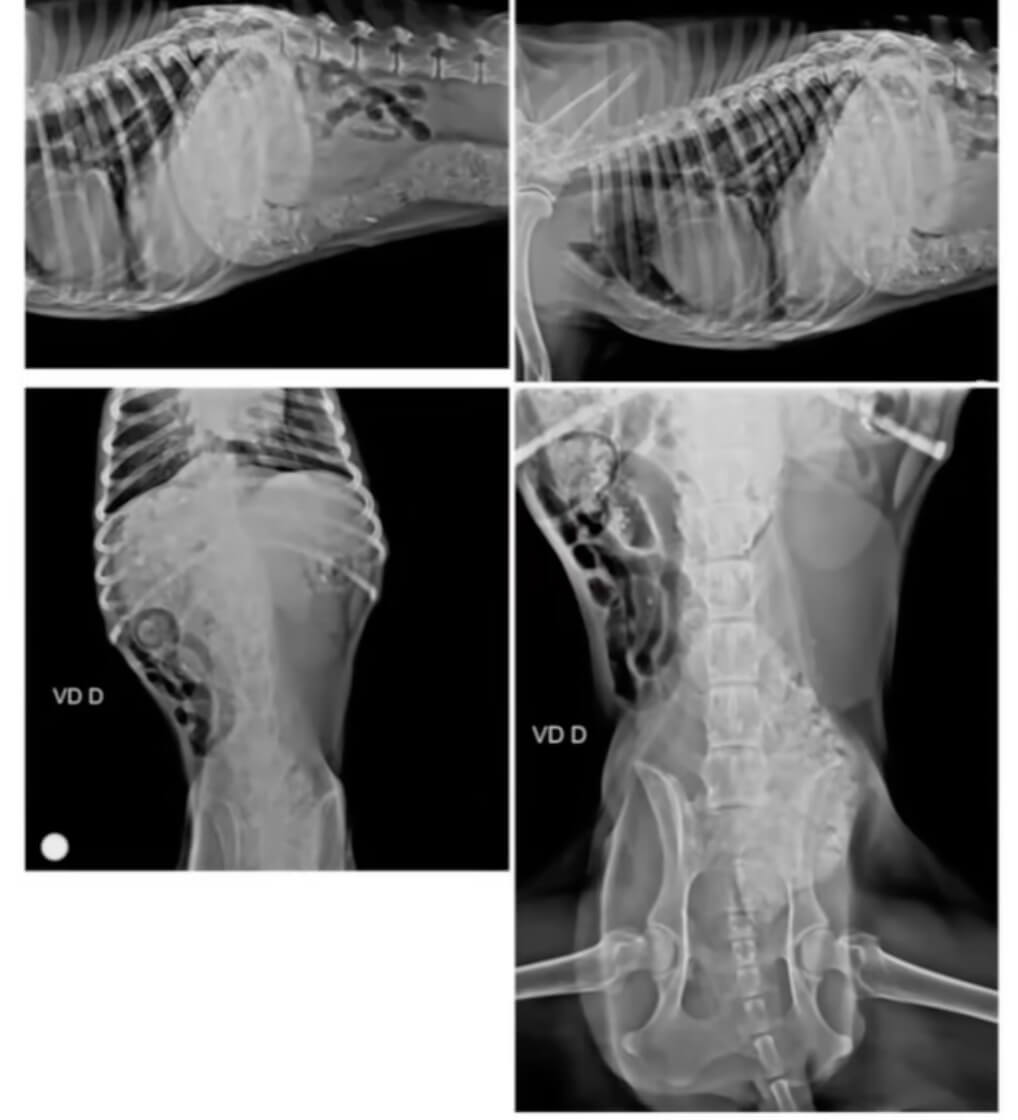 Joana's X-ray report