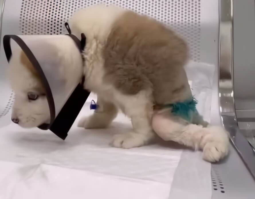 Juno at the vet clinic
