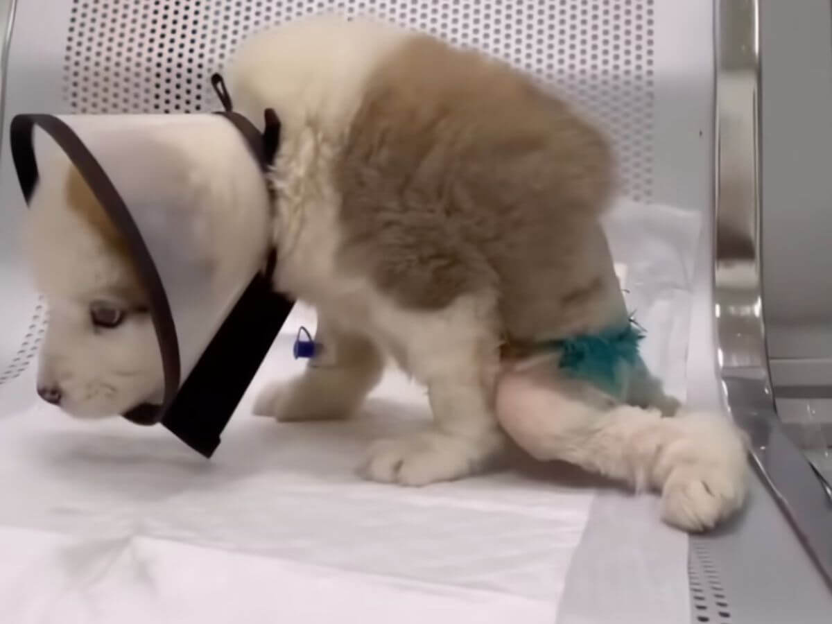 Juno rescue story