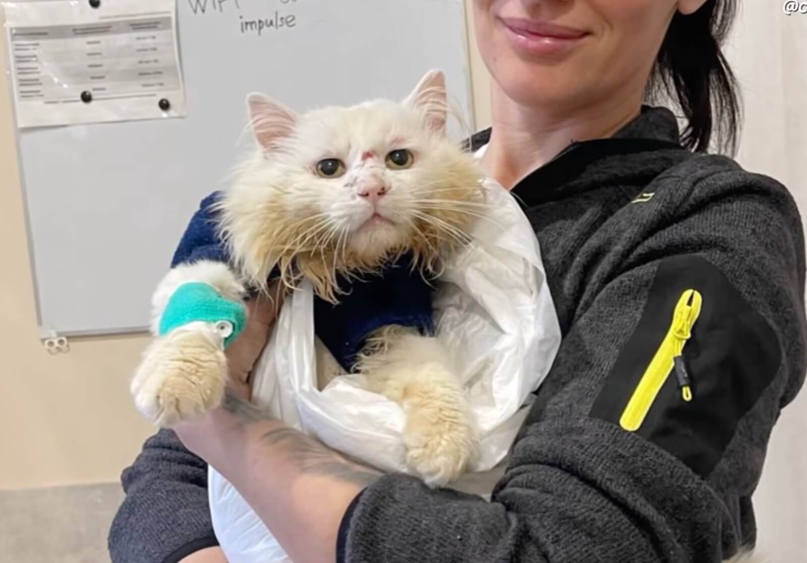 Koksik after his treatment