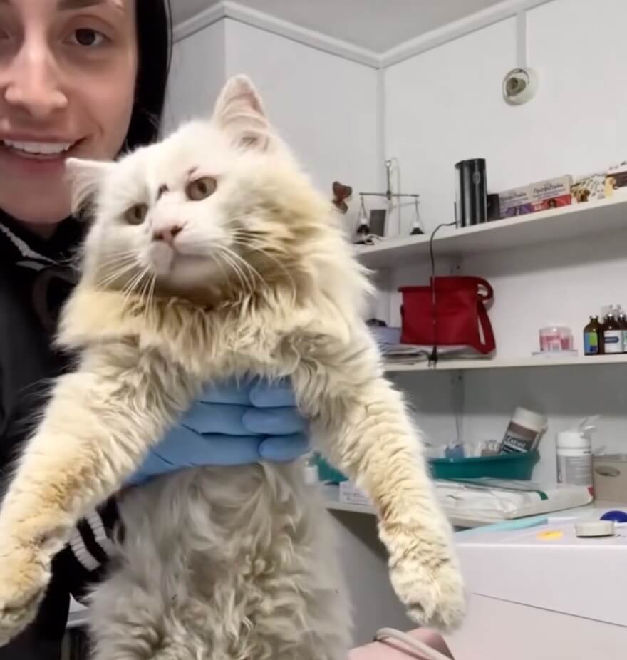 Koksik at the vet clinic