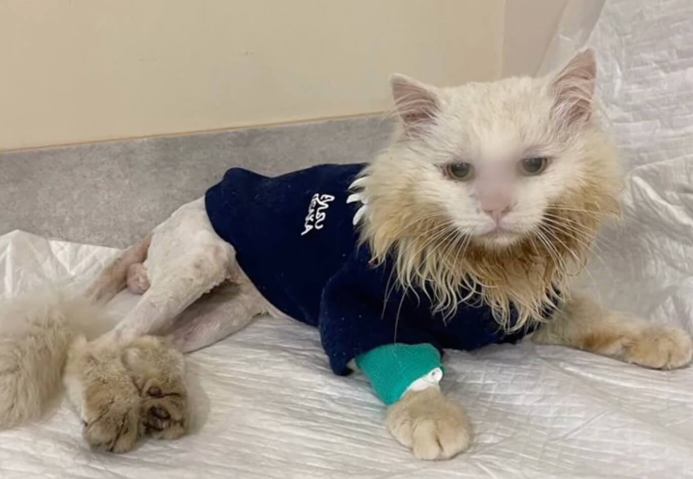 Koksik recovering