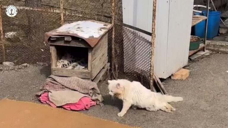 Koksik rescue story