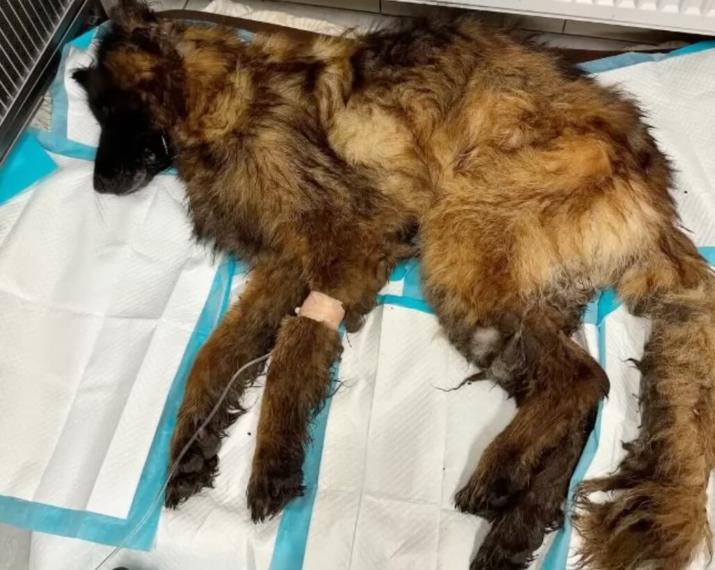Krwinka at the vet clinic