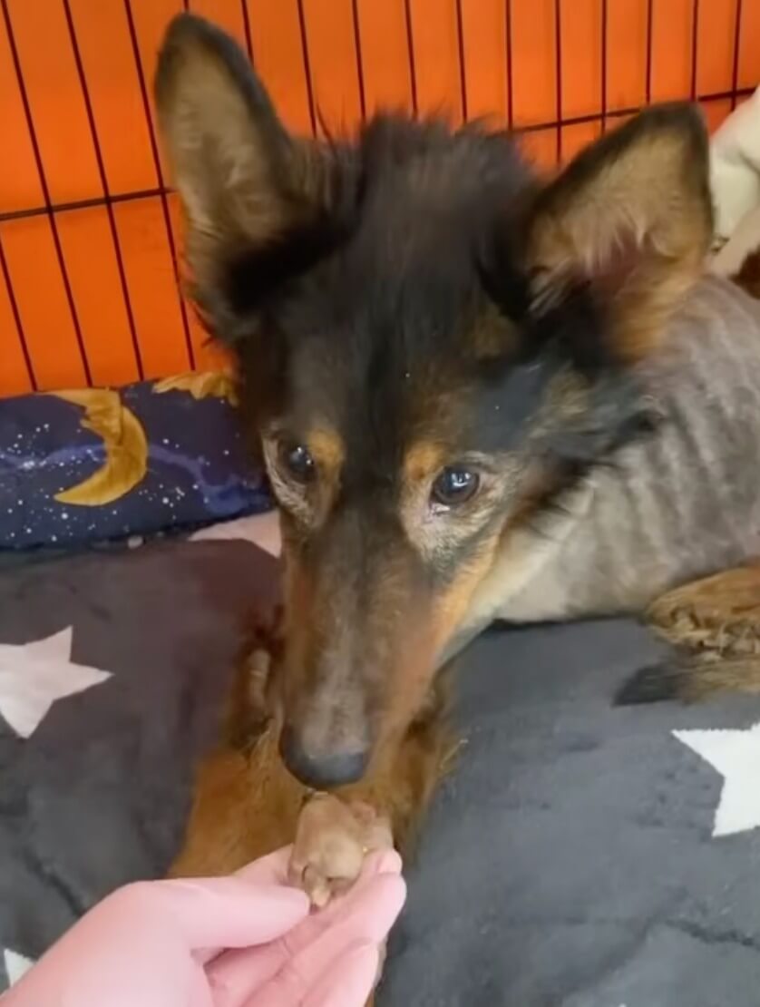 Krwinka eating