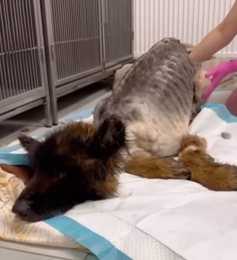Krwinka getting his treatment done