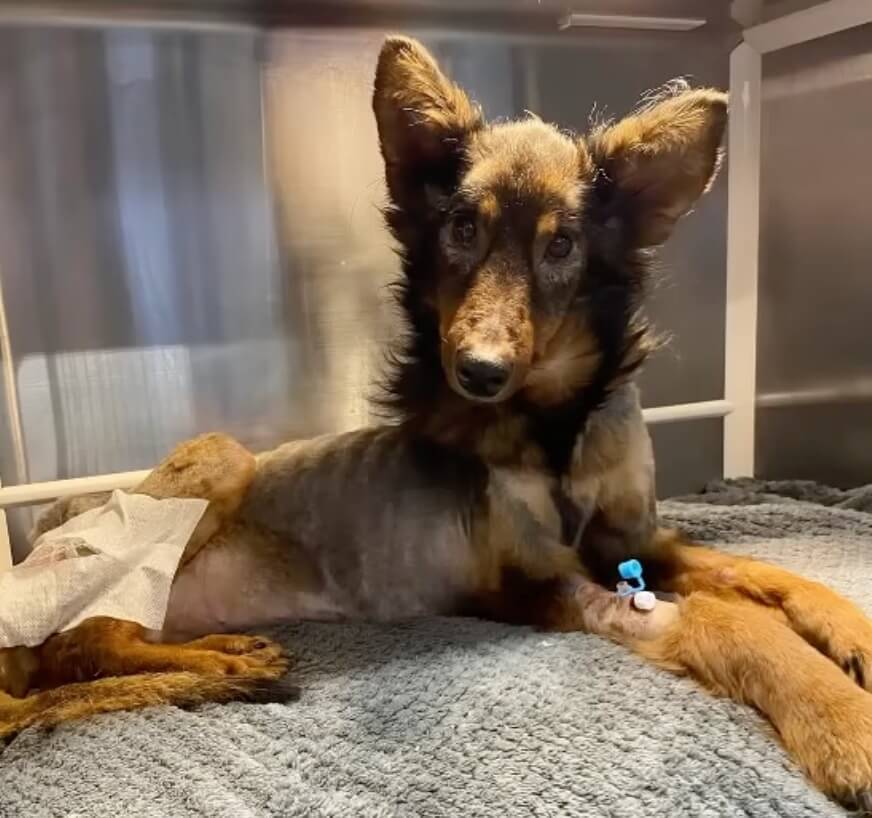Krwinka recovering