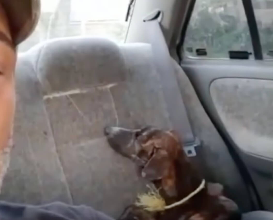 Mota going to the vet clinic