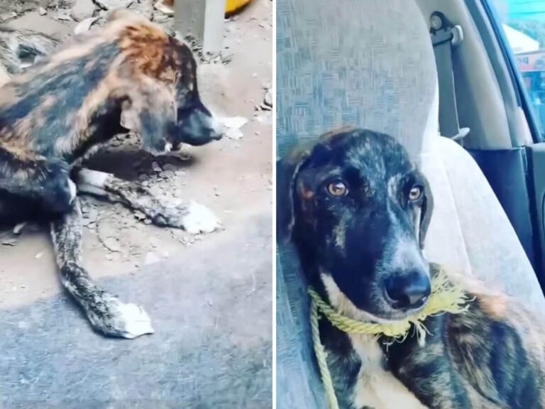 Mota rescue story