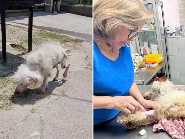 Phoenix rescue story