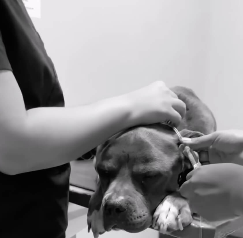 Rosie at the vet clinic