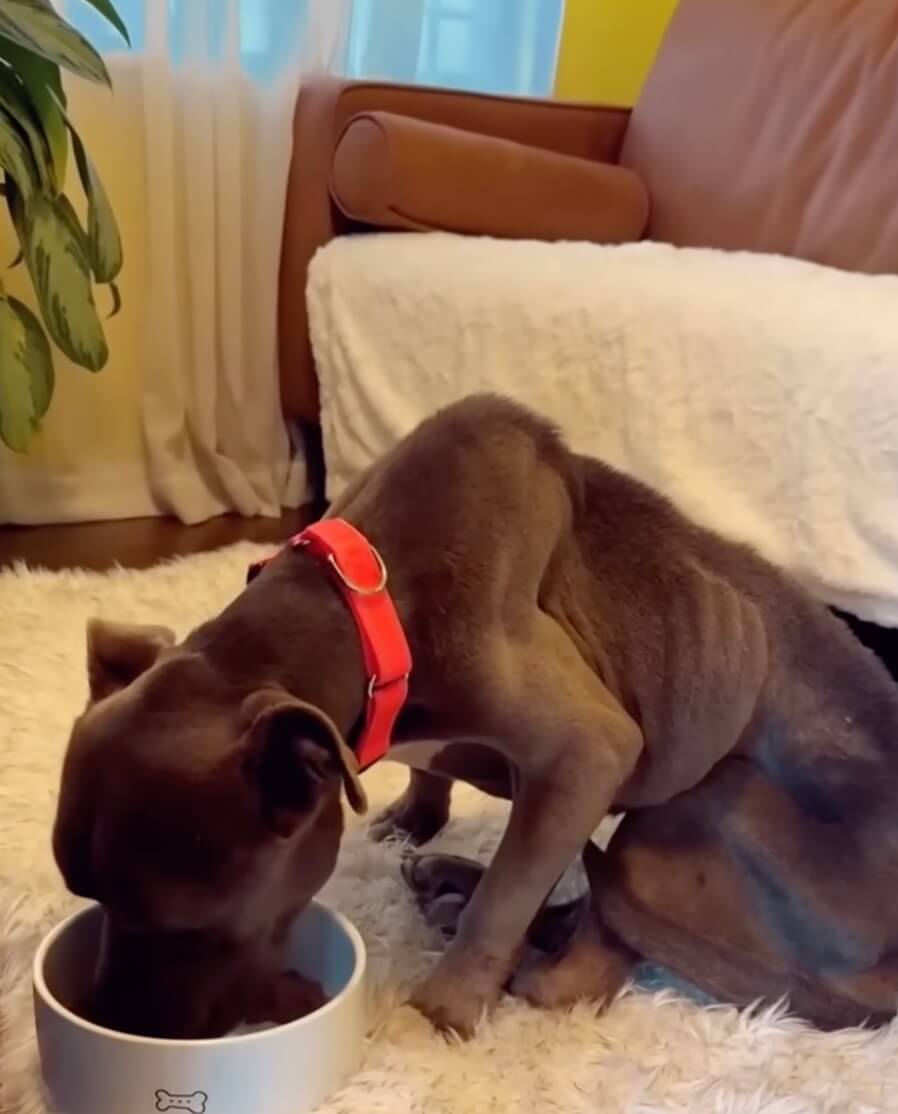 Rosie eating at home