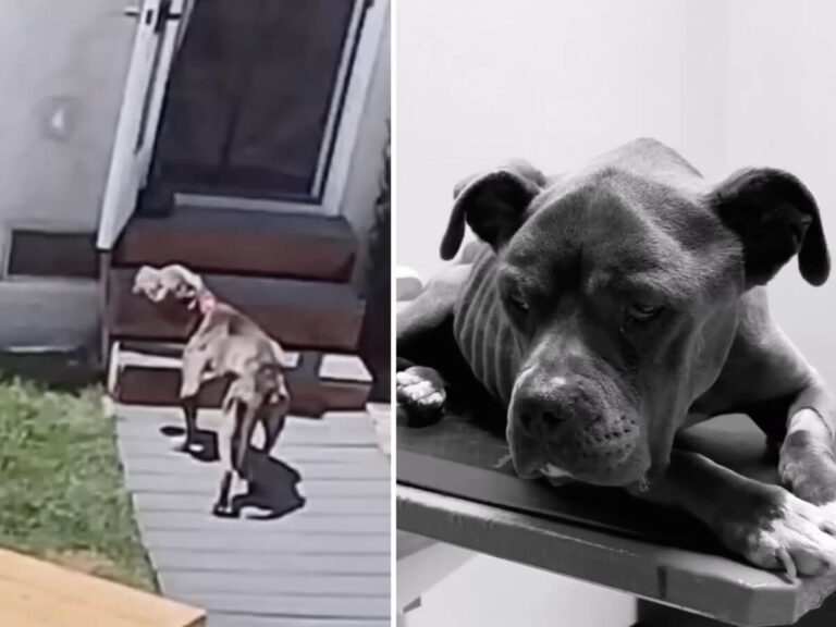 Rosie rescue story