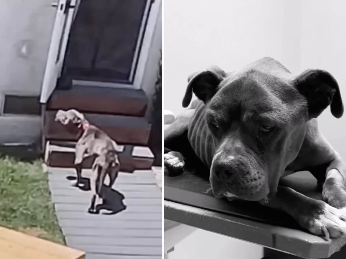 Rosie rescue story