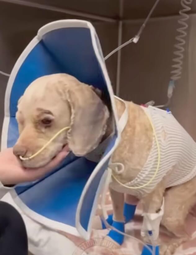 Roy getting his treatments done