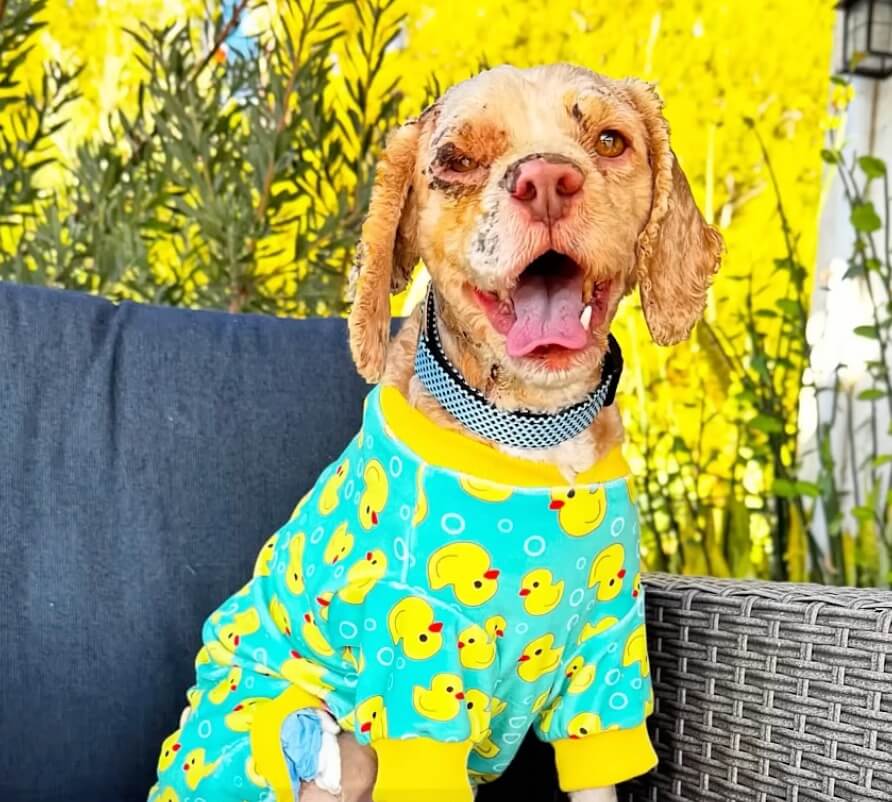 Roy healing at foster home