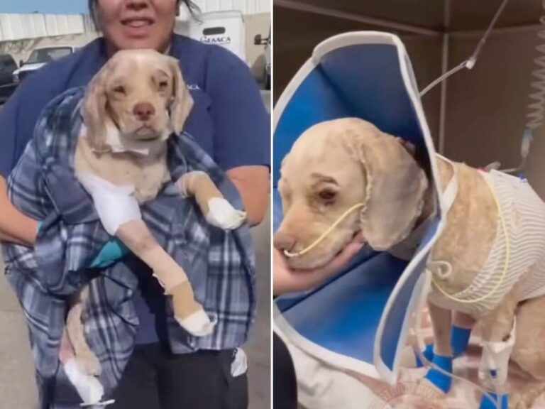 Roy rescue story