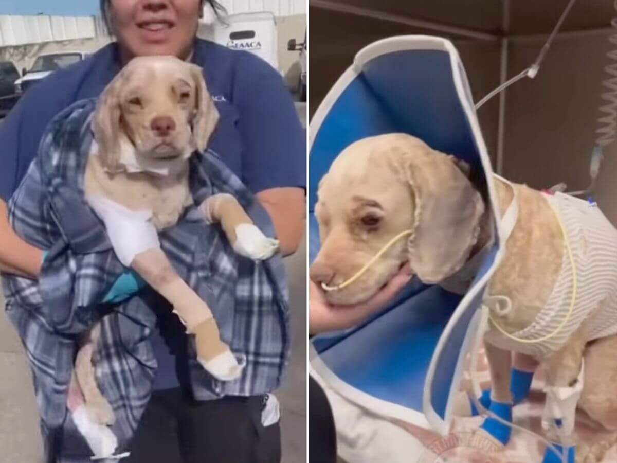 Roy rescue story