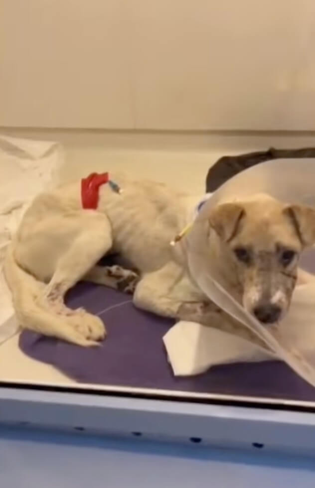 Sky after his surgery