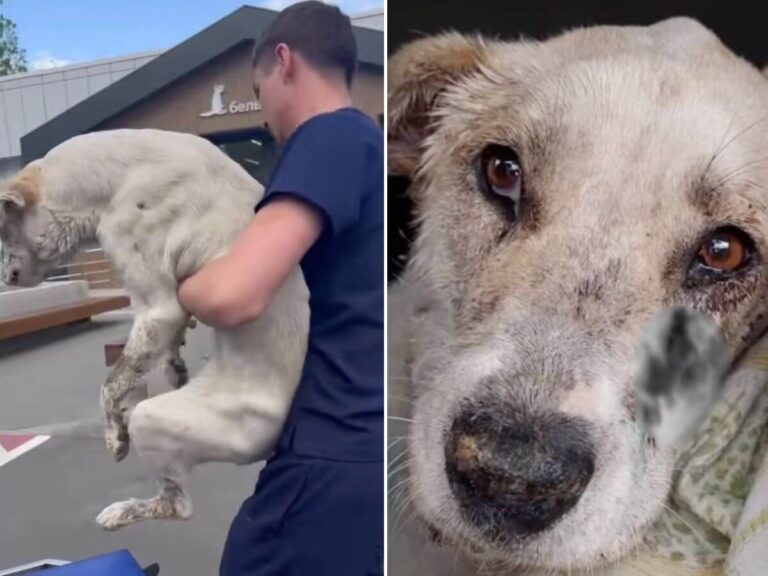 Sky rescue story