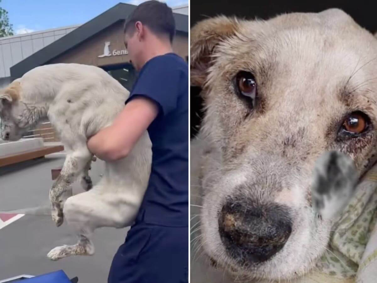 Sky rescue story