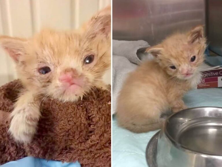 Smushie rescue story