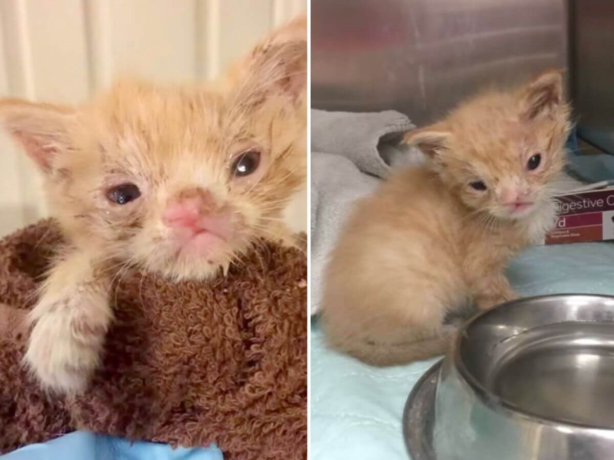 Smushie rescue story