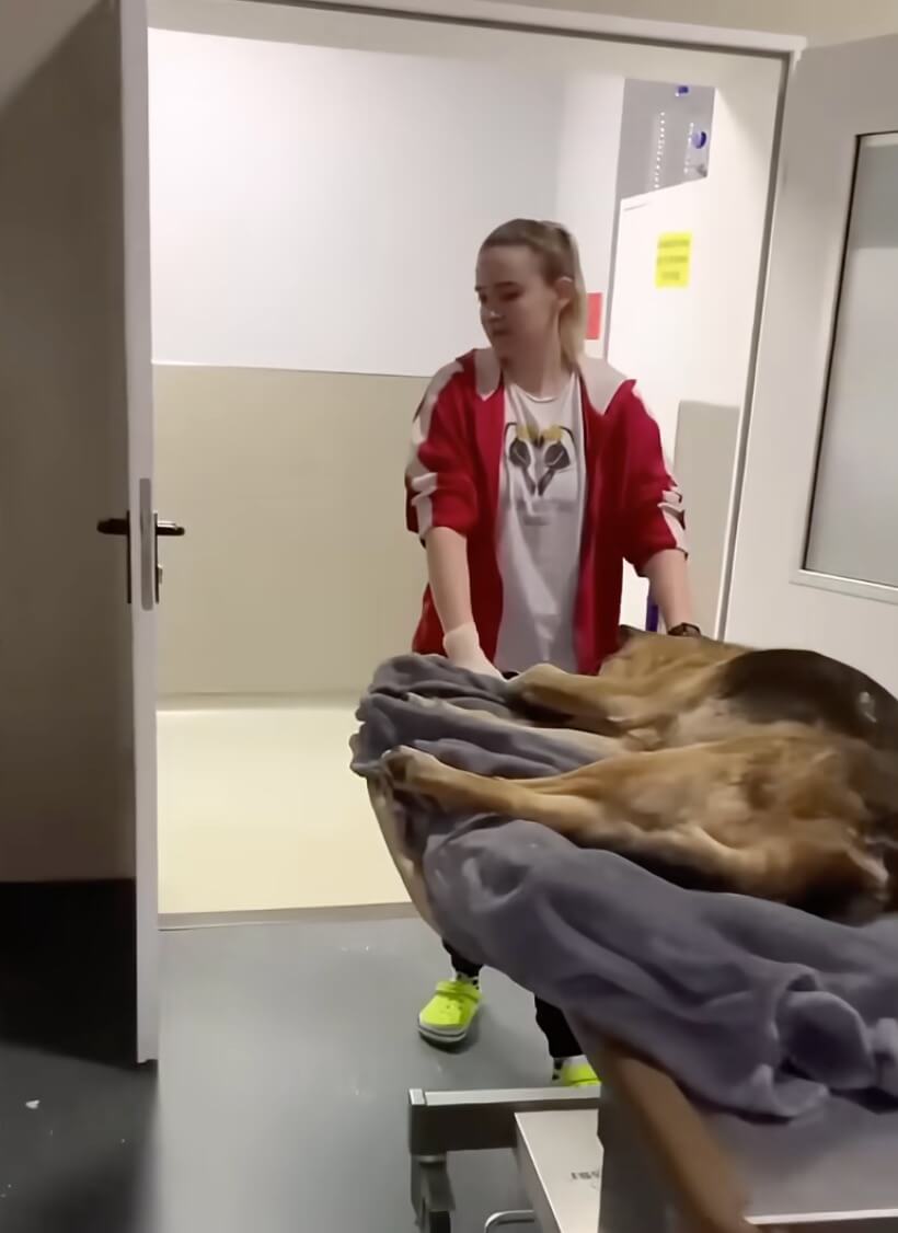 Stephen in the vet hospital