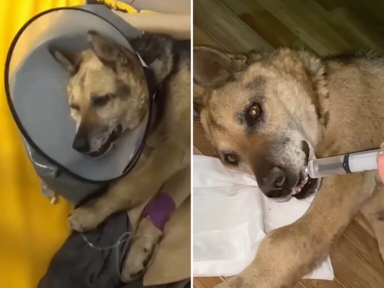 Stephen rescue story