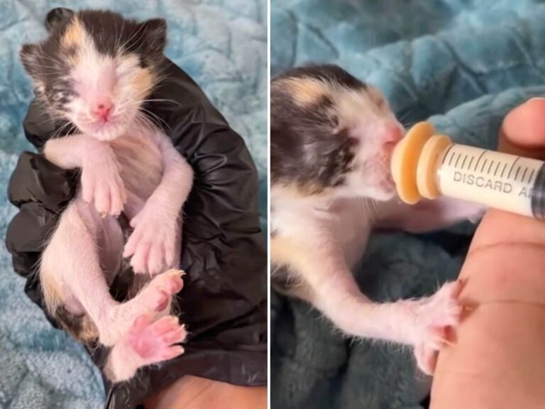 Tiny kitten rescue story
