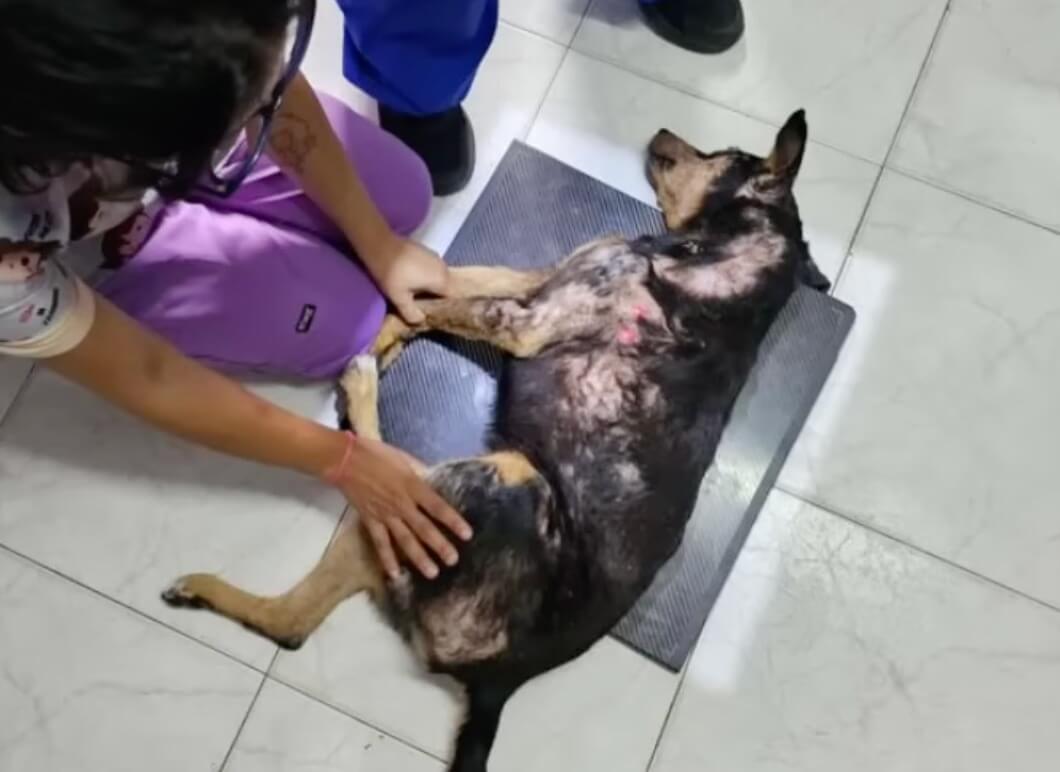Valiente at the vet clinic