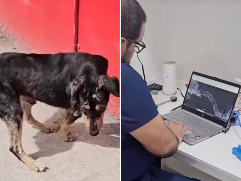 Valiente rescue story