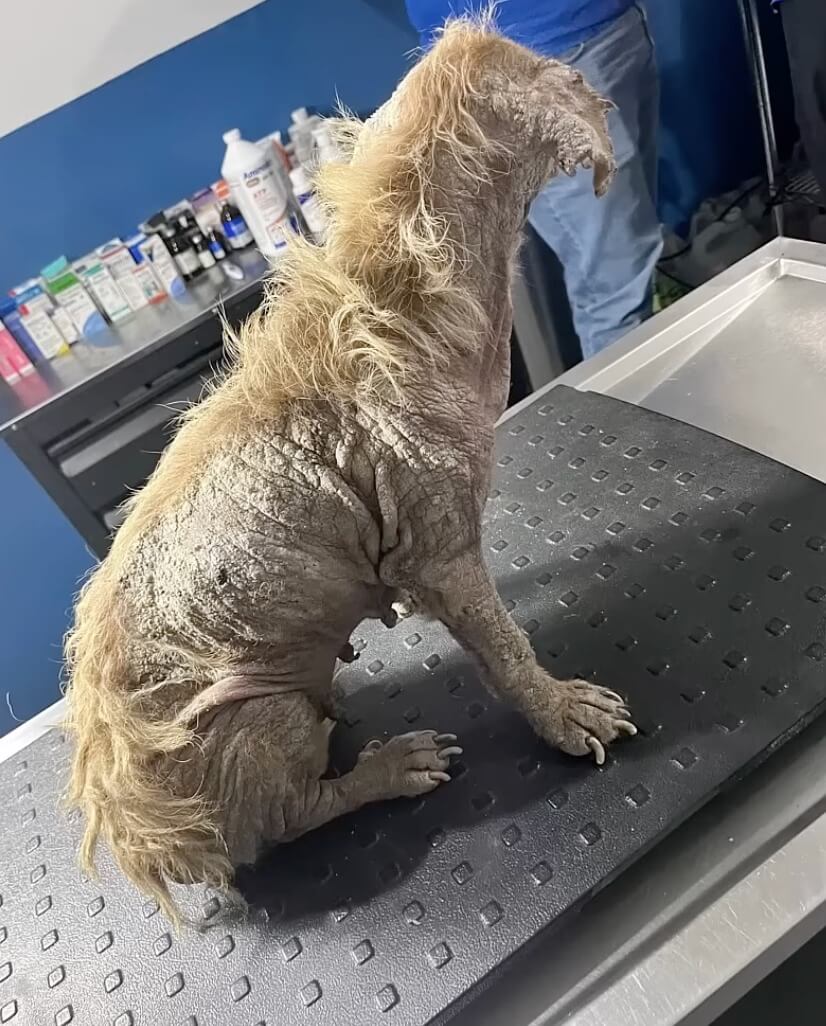 Ana at the vet clinic