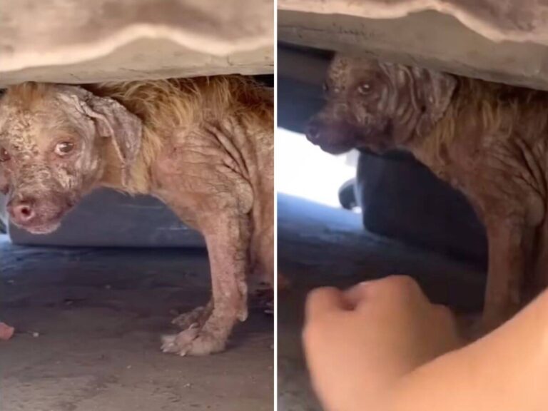 Ana rescue story