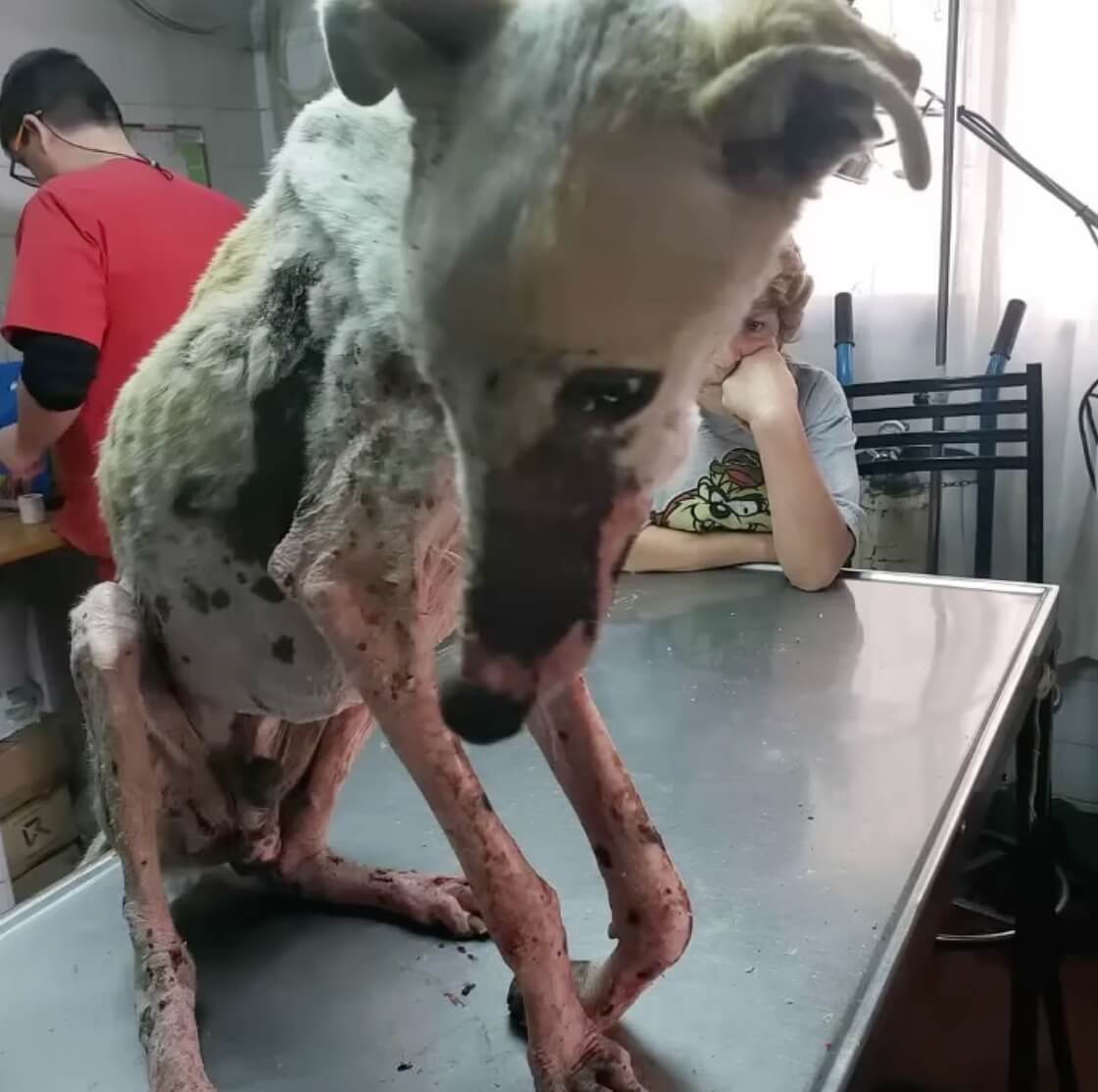 Angelito at the vet clinic