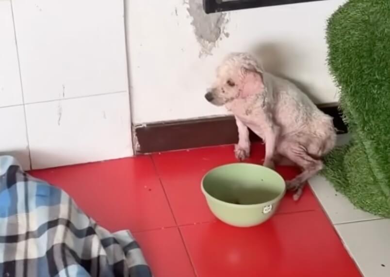 Angelito in the shelter