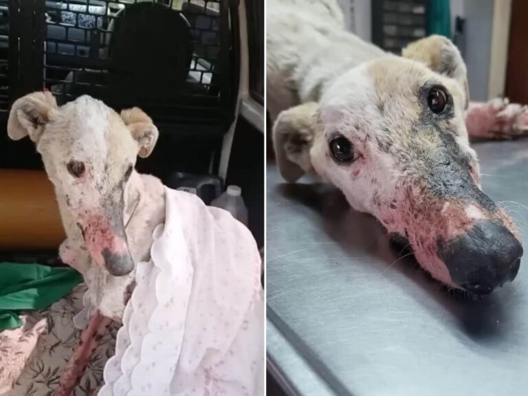Angelito rescue story