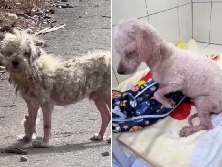 Angelito rescue story