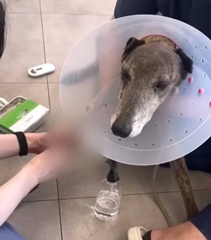 At the vet clinic