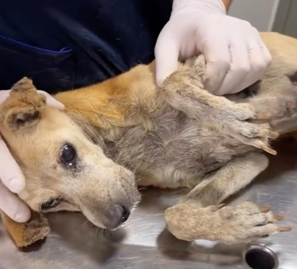 Clotilde getting her treatments done
