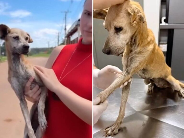 Clotilde rescue story